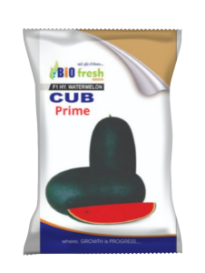 Cub-prime-1
