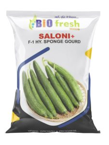 Saloni-plush