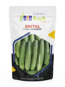 Shital