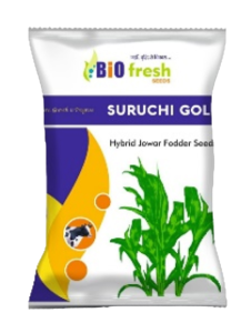 Suruchi-gold