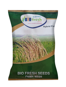 paddy-seed